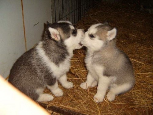 puppylove.jpg